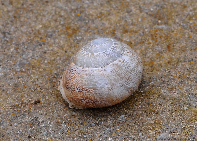 Gastropoda pianosino